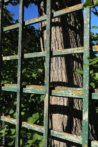 Fototapeta Garden wooden trellis made of six squares and a tree trunk on a sunny day vertical orientation