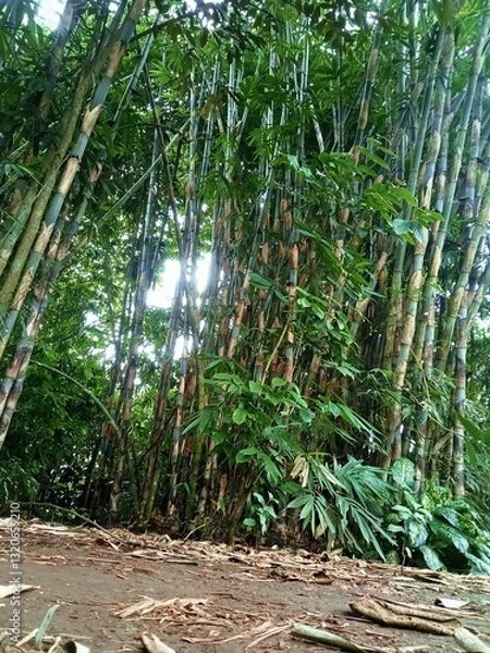 Obraz Bamboo Grove
 * Bamboo Forest
 * Through the Bamboo
 * Kepanjen Bamboo
 * East Java Bamboo