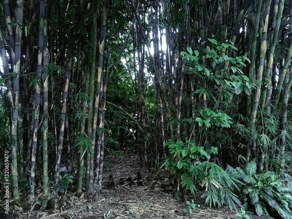 Fototapeta Bamboo Grove
 * Bamboo Forest
 * Through the Bamboo
 * East Java Bamboo