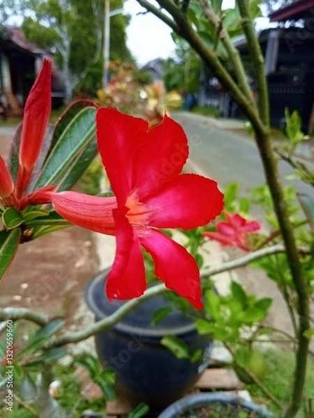Fototapeta red and yellow flower,Red Desert Rose
 * Adenium Bloom
 * Five Petals of Red
 * Desert Rose Close-Up