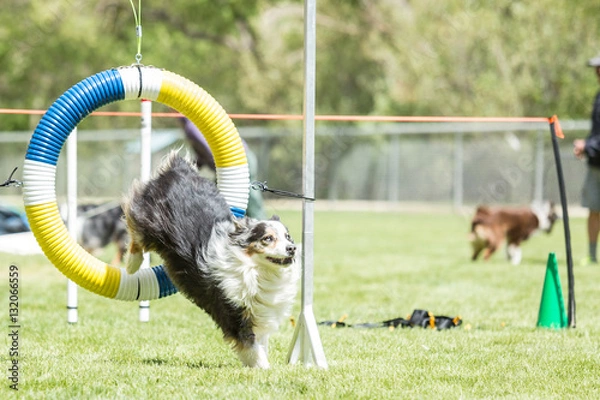 Fototapeta Dog in an agility competition set up in a green grassy park