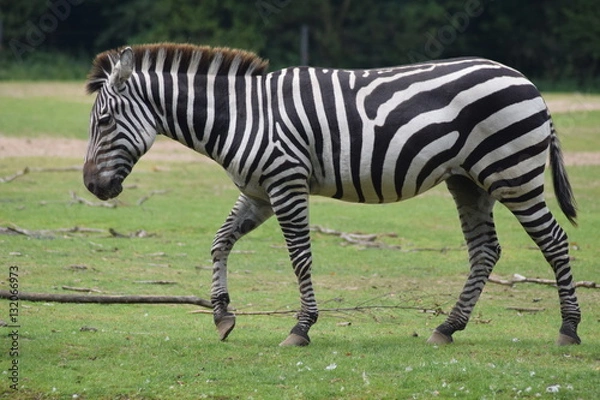 Obraz Auf Trab. Zebra