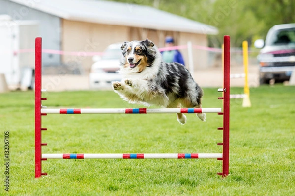 Fototapeta Pies w zawodach agility w zielonym trawiastym parku