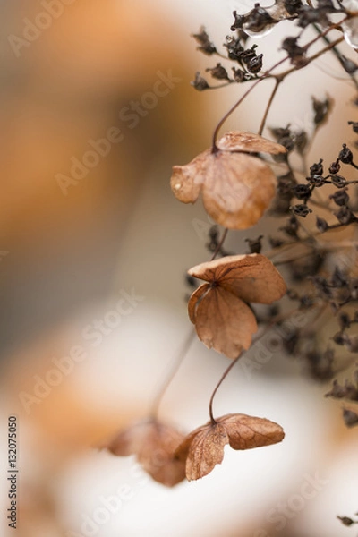 Obraz Verblühte Hortensien 