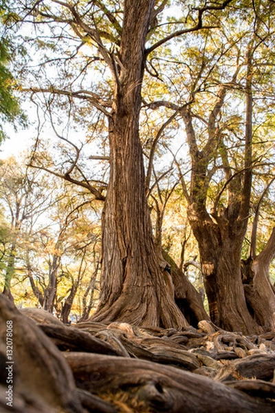 Fototapeta camecuaro