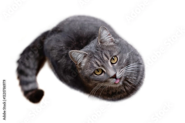 Obraz A funny gray tabby cat with his tongue hanging out looks up against a clean white background. View from above.