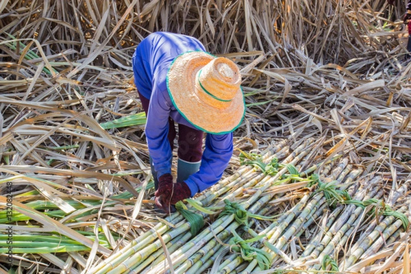 Obraz sugarcane farmers