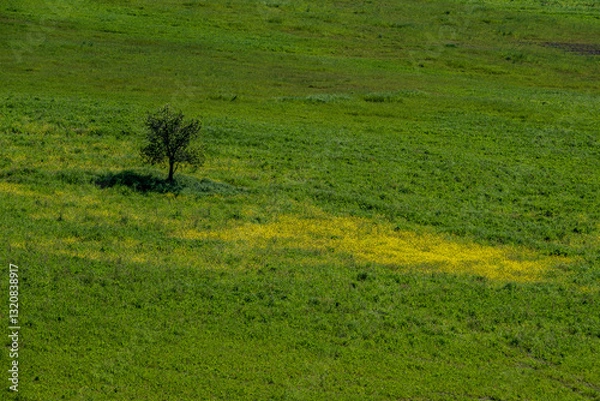 Obraz Panorama toscano in Val d'Orcia
