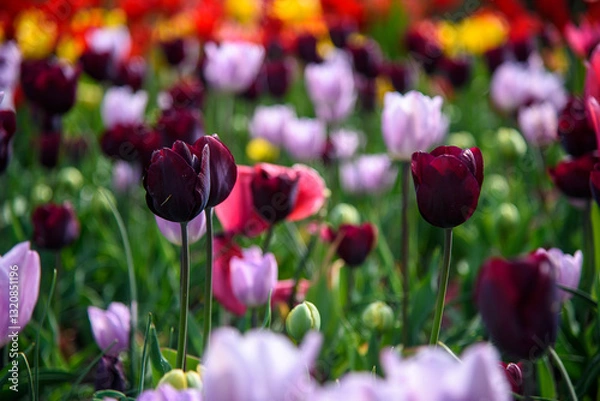 Obraz tulipani