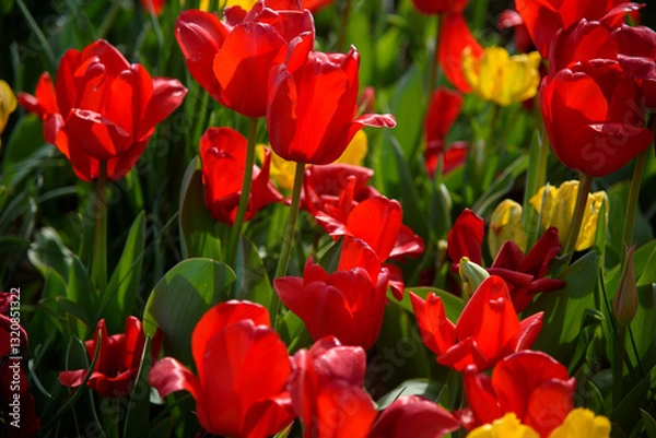Obraz tulipani