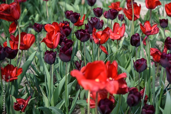 Obraz tulipani