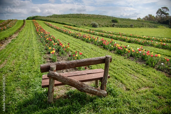 Obraz tulipani