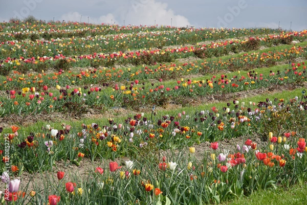 Obraz tulipani