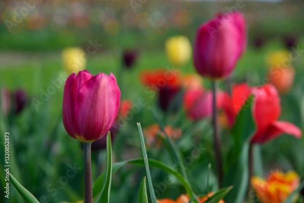 Obraz tulipani