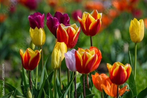 Obraz tulipani