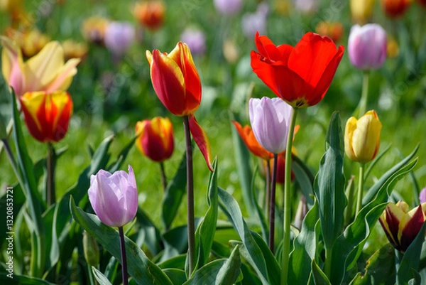 Obraz tulipani