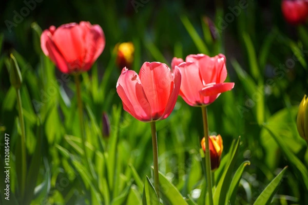 Obraz tulipani
