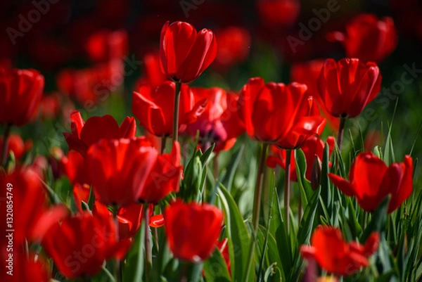 Obraz tulipani