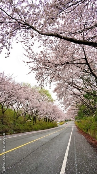 Obraz Cherry blossom-lined street in full bloom in Buk-gu, Ulsan, Korea