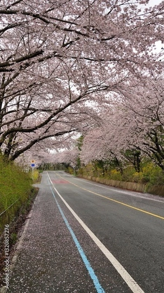Obraz Cherry blossom-lined street in full bloom in Buk-gu, Ulsan, Korea