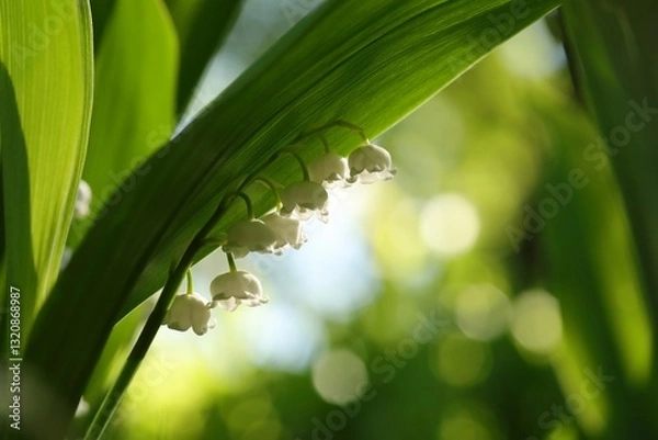 Fototapeta Lily of the valley in the forest