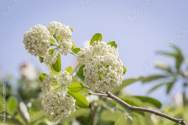 Obraz Alstonia scholaris