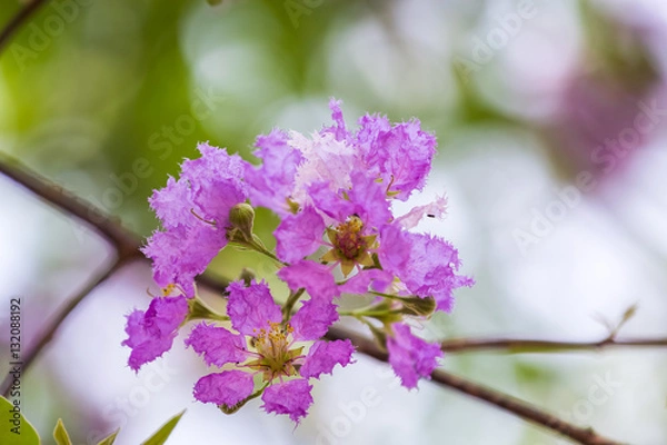 Obraz Lagerstroemia floribunda