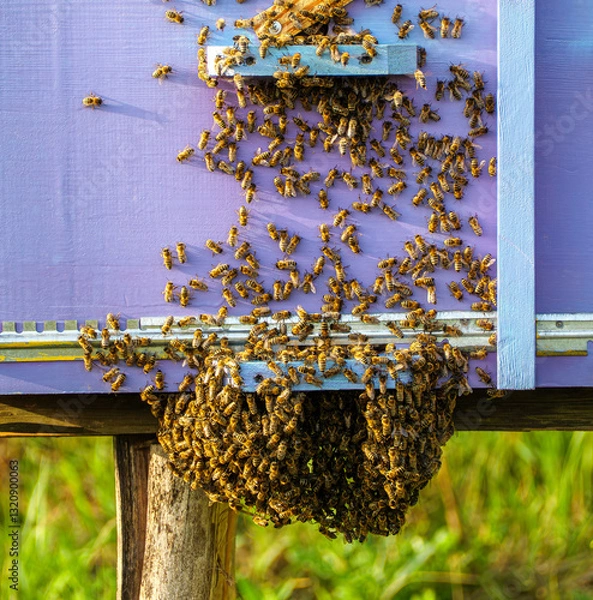 Fototapeta Bee swarm on beehive wall near the exit, escape of bee colony from the hive. Swarming honey bees in summer day in process.