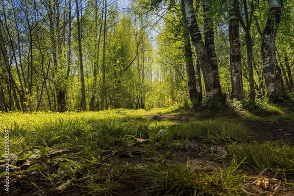 Fototapeta весенний день в лесу