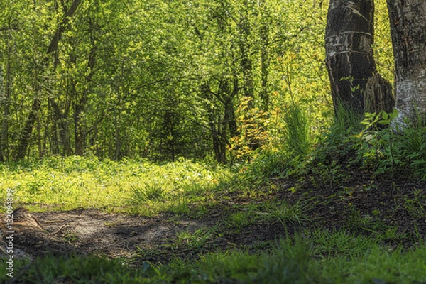 Obraz Лесная опушка