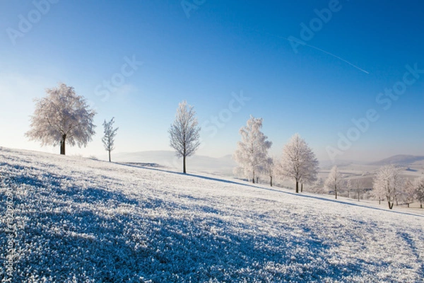Fototapeta Snow and hearfrost covered trees in the frosty morning.