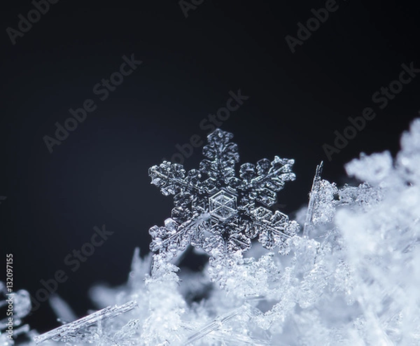 Fototapeta photo real snowflakes during a snowfall, under natural conditions at low temperature