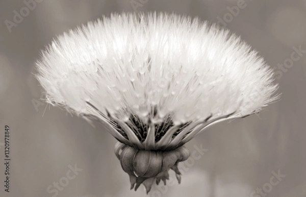 Obraz close up of a dandelion