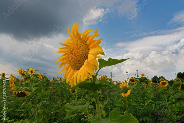 Obraz field with sunflowers and a large sunflower in the foreground