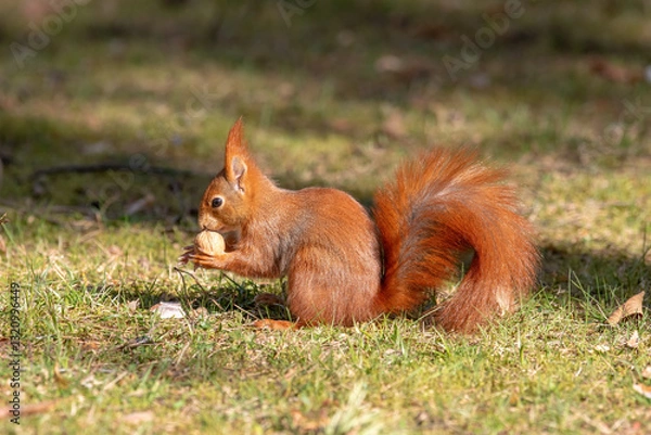 Fototapeta Squirrel sits on the grass in the park and eats a nut