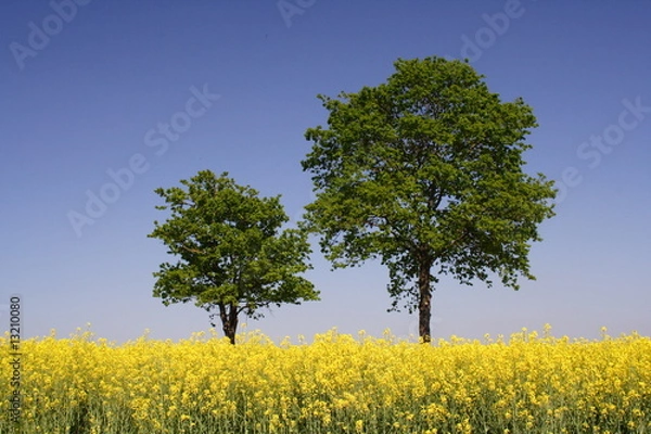 Obraz Rapsfeld und zwei Bäume