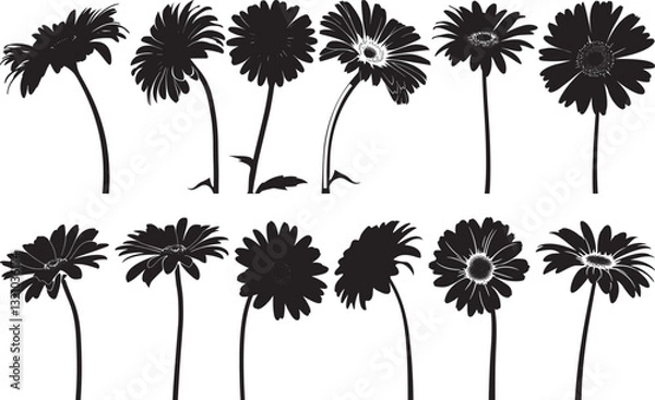 Fototapeta Gerbera Flower Silhouettes Vector Illustration, Isolated on White Background
