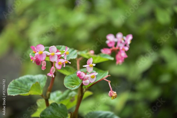 Obraz Pink Helianthemum Flower