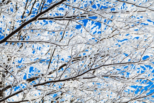 Fototapeta winter trees branches with snow