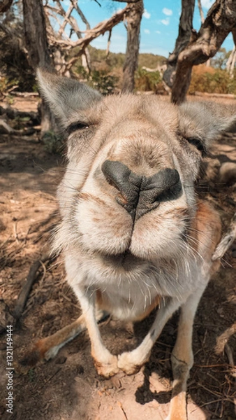 Obraz Adorable close-up of a baby kangaroo with a heart-shaped nose. Captured in the wilderness of Phillip Island, Victoria, Australia. A lovely moment showcasing the charm of Australian wildlife