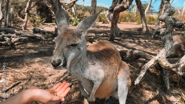 Obraz Close-up of a hand feeding a kangaroo at Phillip Island, Australia. A heartwarming moment of wildlife interaction in a beautiful natural setting. Perfect for animal lovers and travelers