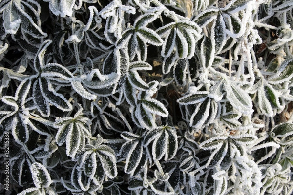 Fototapeta winter flowr