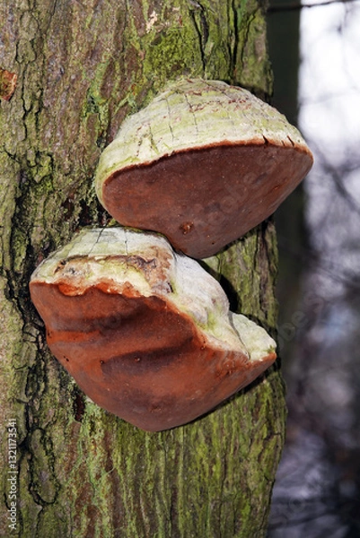 Obraz Mulberry tree - parasitic mushrooms on trees