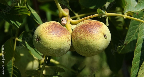 Obraz Walnuts growing on a tree branch