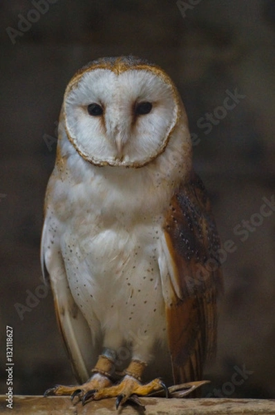 Obraz Effraie des clochers