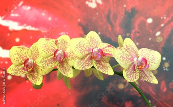 Fototapeta Phalaenopsis orchid with yellow speckled flowers on red abstract background, selective focus, vertical orientation with space for inscription.
