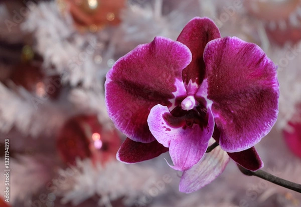 Fototapeta Burgundy phalaenopsis orchid flower against the backdrop of a Christmas tree, selective focus, square format