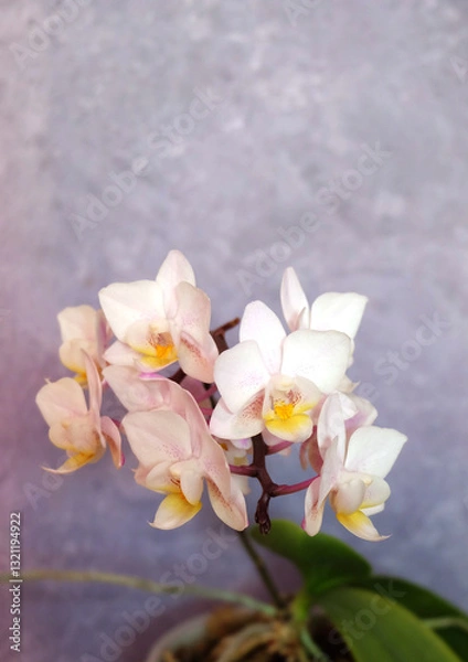Fototapeta Mini phalaenopsis orchid with white flowers on a gray background, selective focus, vertical orientation with space for an inscription.