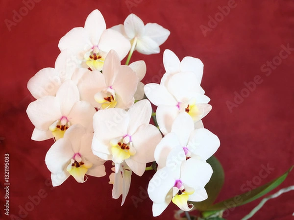 Fototapeta Blooming white phalaenopsis multiflora orchid on a burgundy background, selective focus, horizontal orientation.