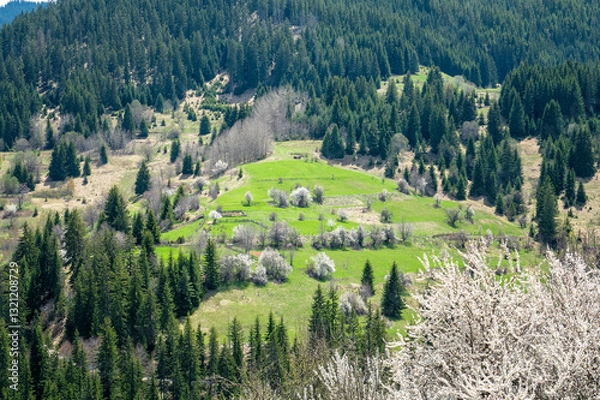 Obraz Sunny morning over the spring valley with rich vegetation and blossoming trees in the village of Gela near Smolyan, Rhodope Mountains, Bulgaria.